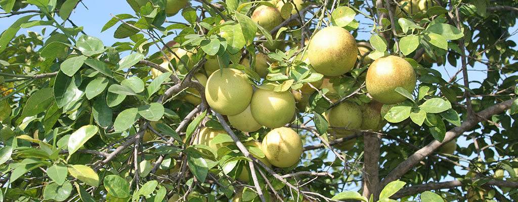 Precisarán manejos en piña y limón.