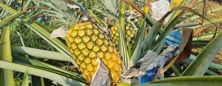La floración de la piña.