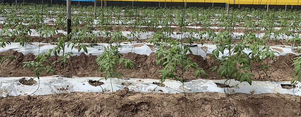 trichoderma y glomus en tomate.