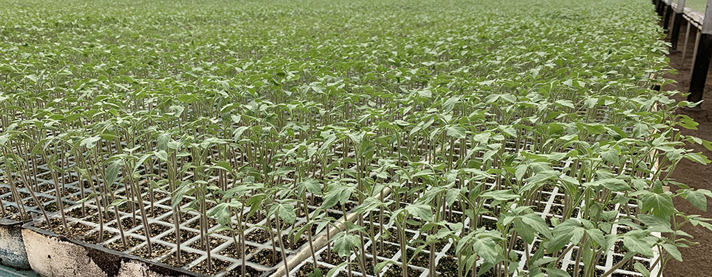 trichoderma y glomus en plantulas