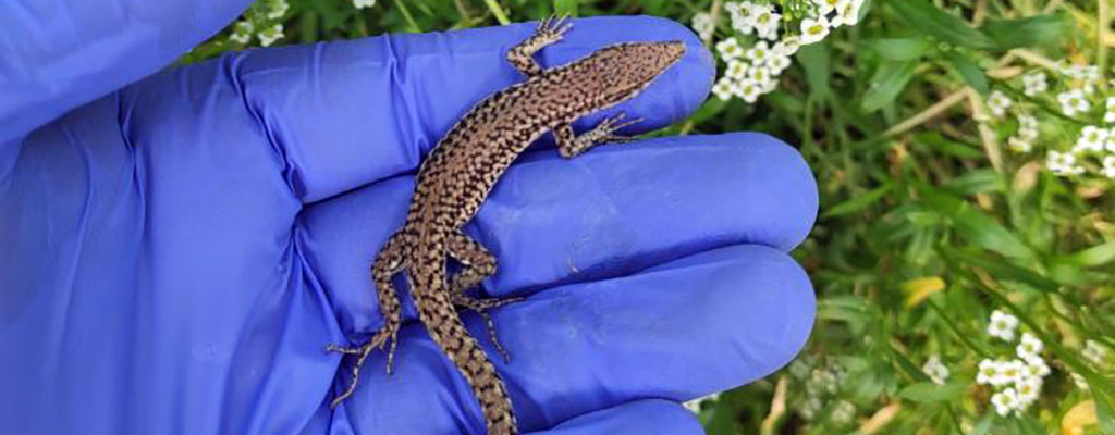 reptiles para el control biológico de plagas.