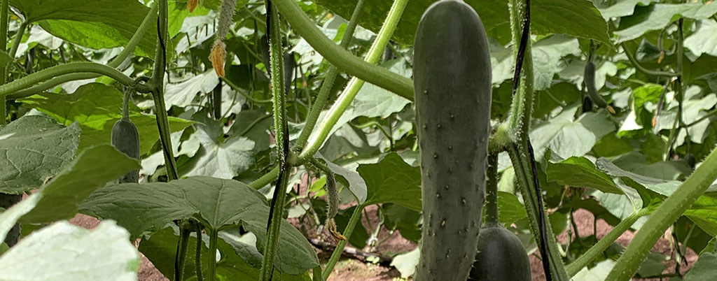 Glomus y hierro pepino.