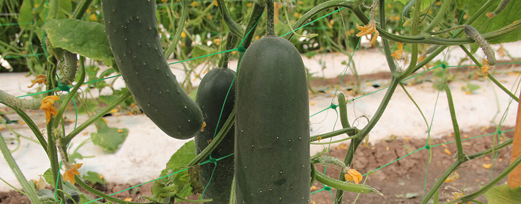 Glomus y hierro en pepino.