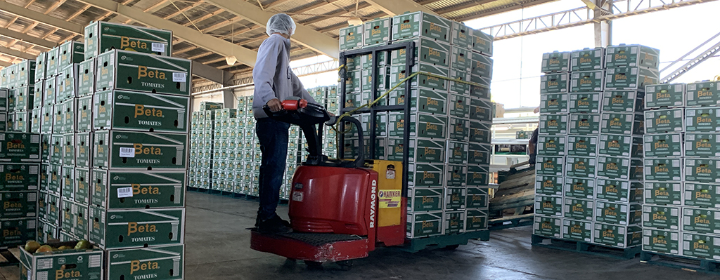 Tomte para exportación.