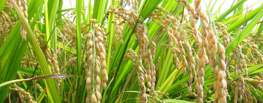 Buscan mejor producción de arroz