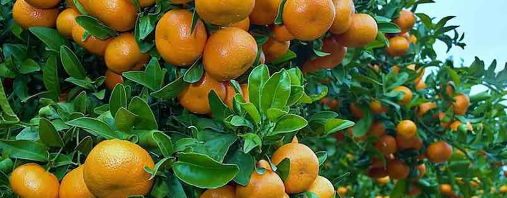 portainjerto de mandarina