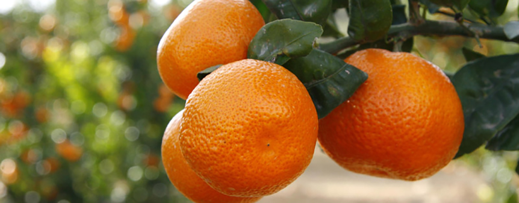 Portainjerto de mandarina
