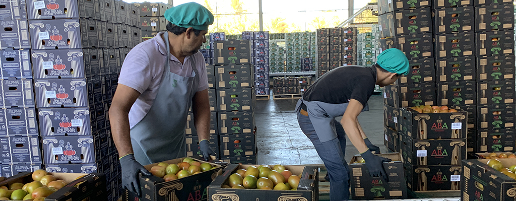 Tomate para exportación.