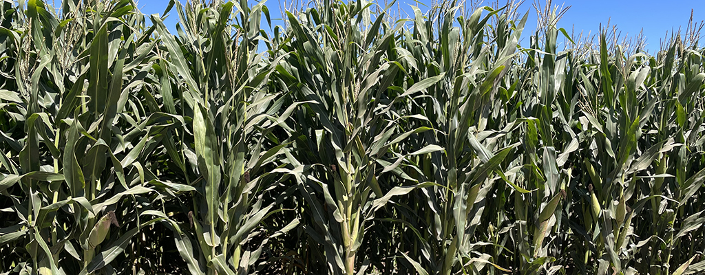 Producción de maíz
