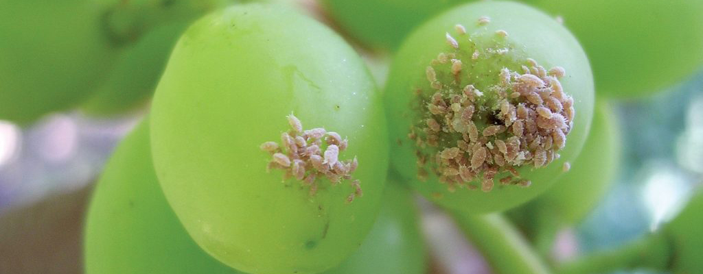 Piojo harinoso en vid.