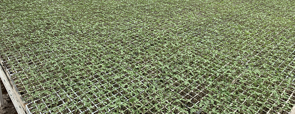 Estrés salino en tomate.