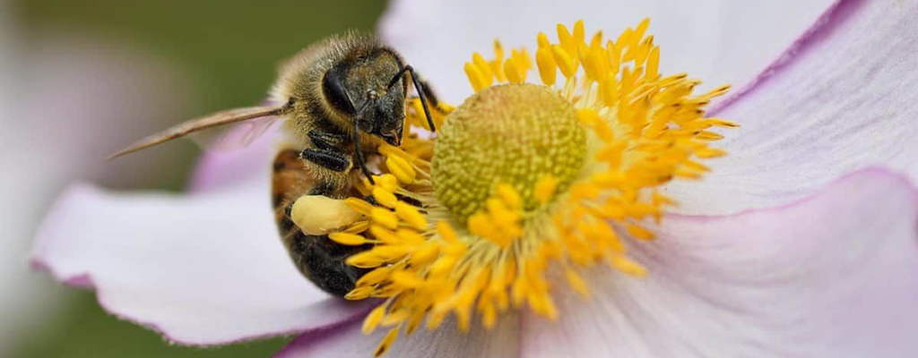 Abejas.