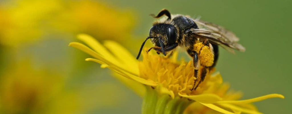 Abejas.