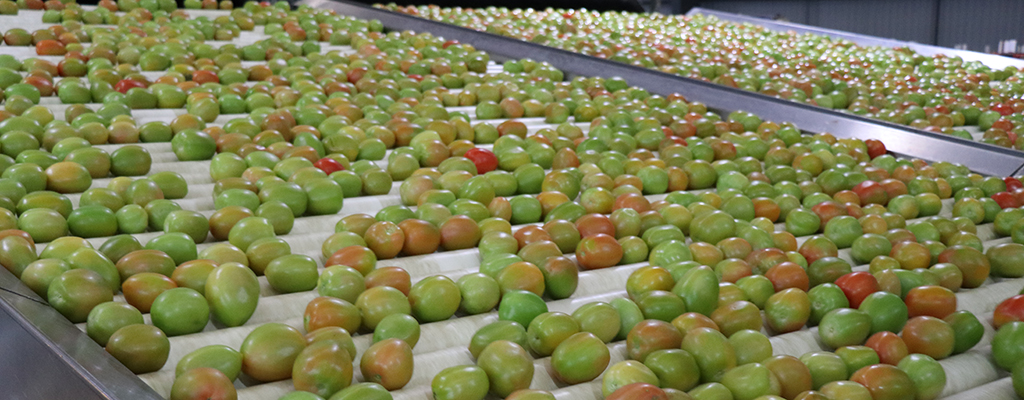 exportaciones de tomate