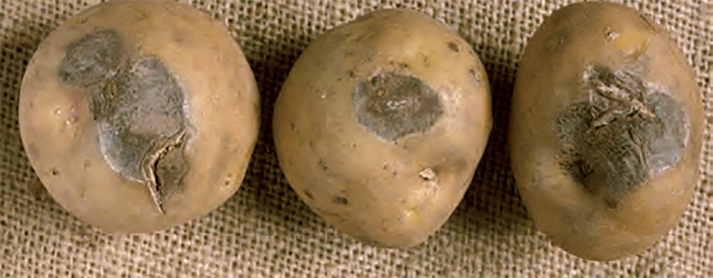 Síntomas de pudrición seca en papa.