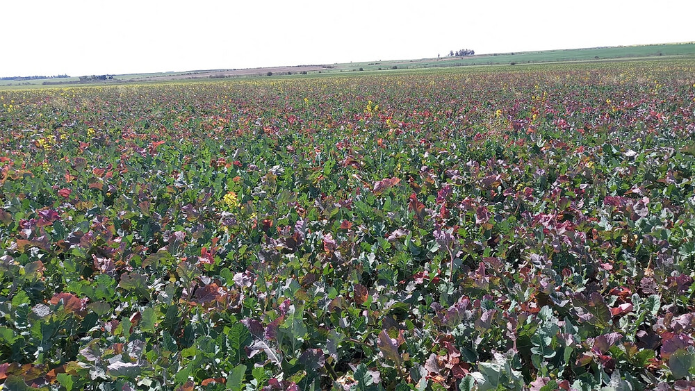 virus del amarilleo del nabo