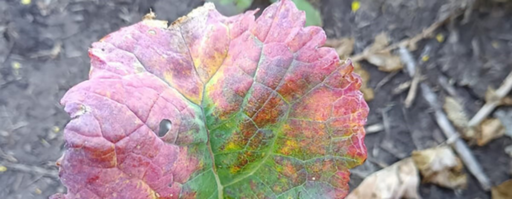 virus del amarilleo del nabo