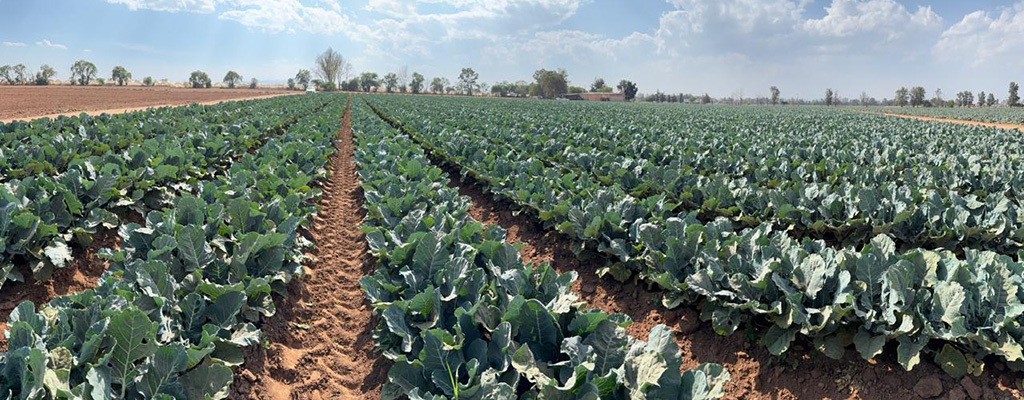 Estrategia COLPOS para colapso poblacional de palomilla dorso de diamante.