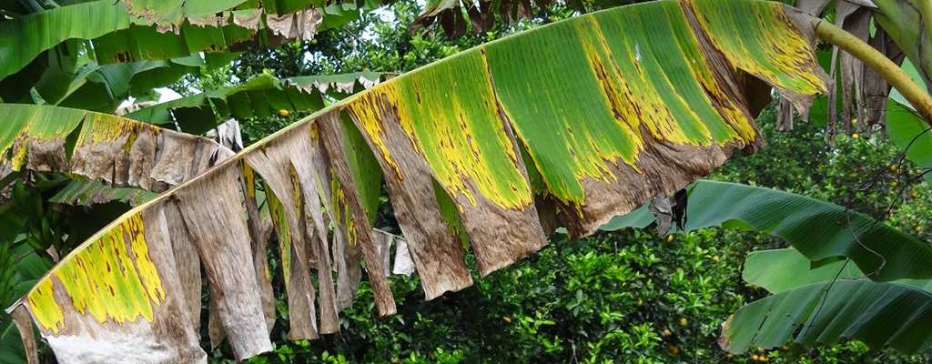 sigatoka negra
