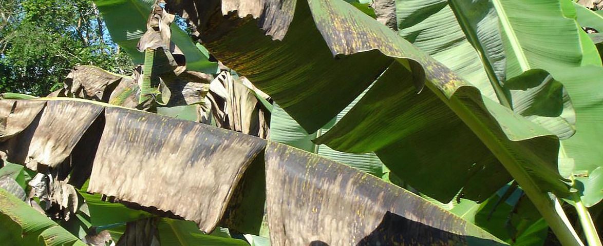 sigatoka negra