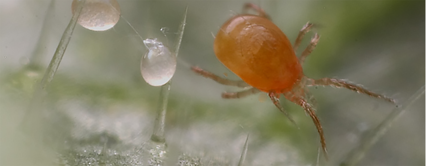 Araña roja en cultivos de alto valor
