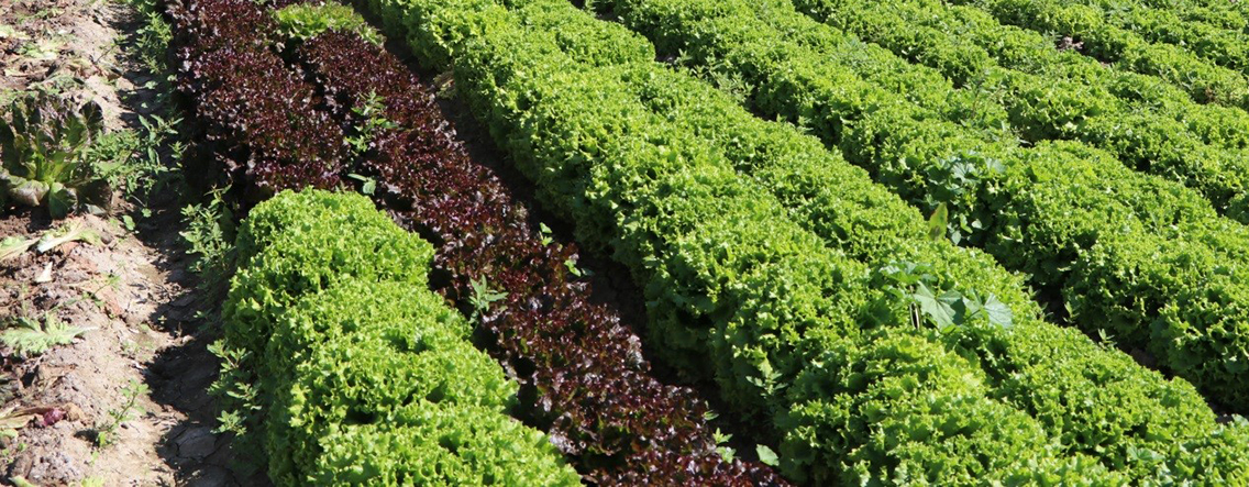 Mejoran fósforo en lechuga