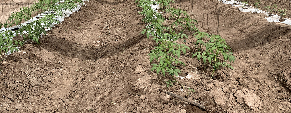 Desinfección de suelos.