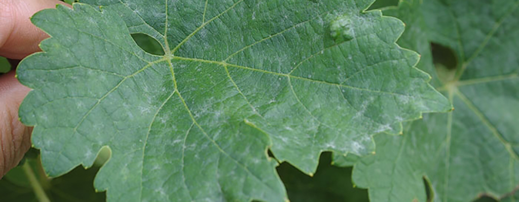 Trichoderma contra enfermedades en vid