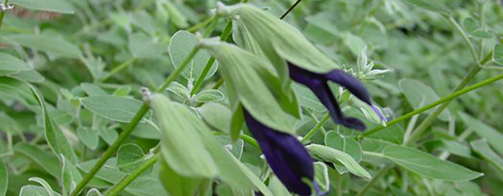 Salvia discolor
