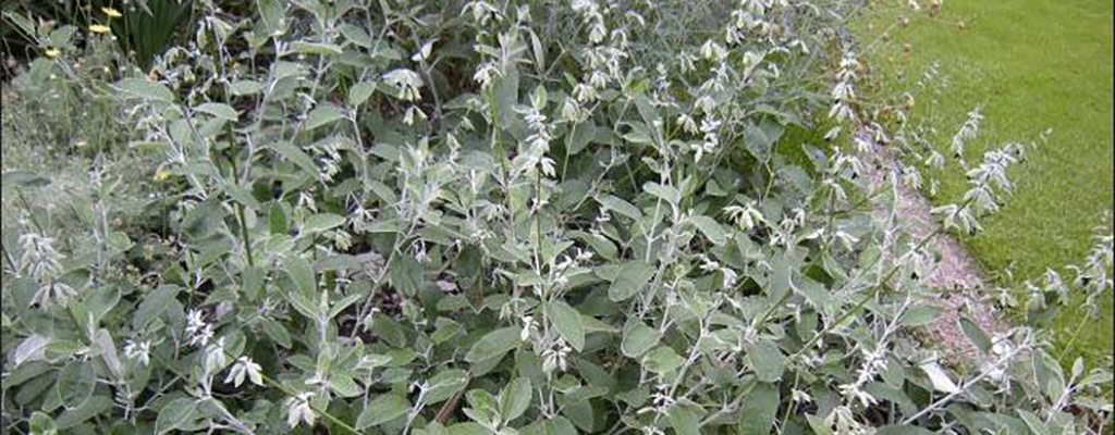 Salvia discolor