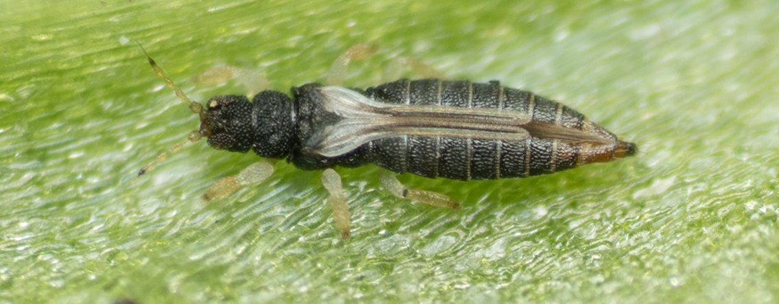 manejo integrado de trips en cultivos de alto valor