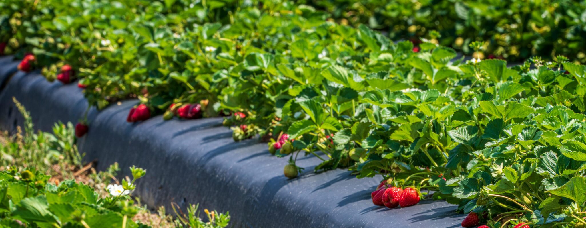 Nanopartículas de hidroxiapatita en fresa