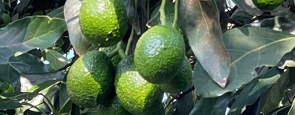 aguacate mexicano