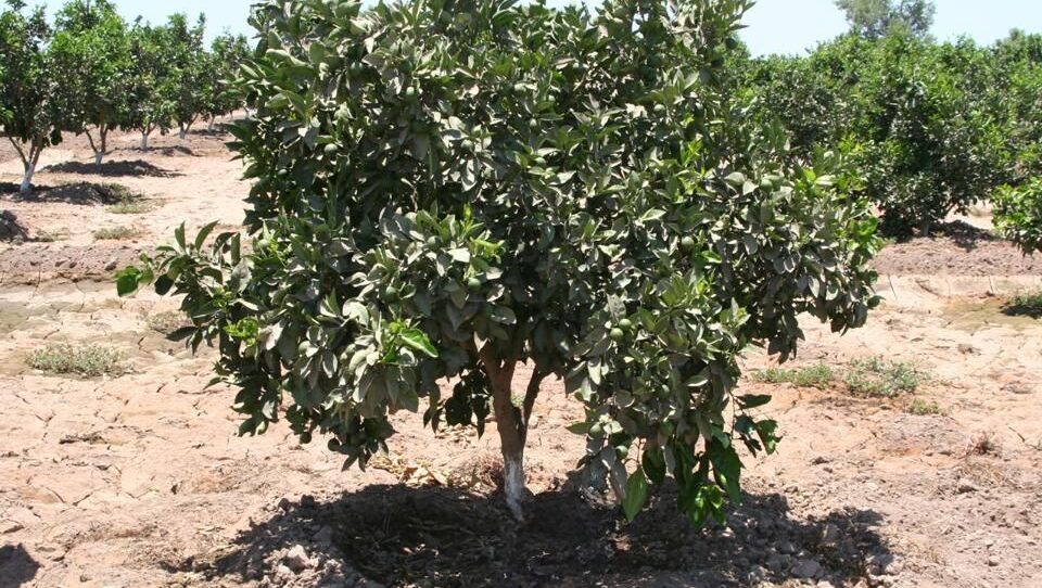 Salud del suelo en citricos