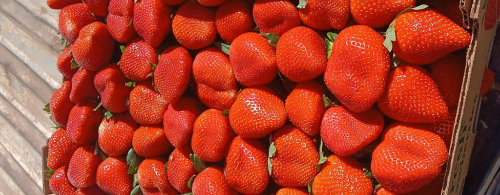 Dumping en fresas mexicanas.