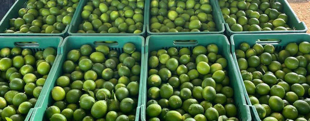 limón Persa