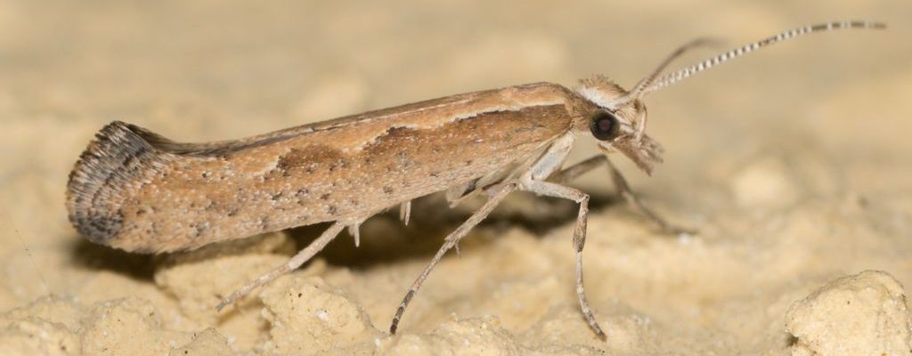 palomilla dorso de diamante