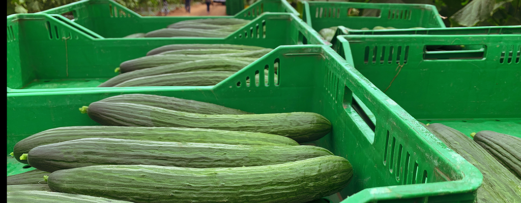 Mercado de pepino