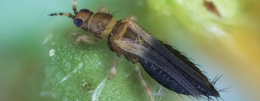 thrips parvispinus