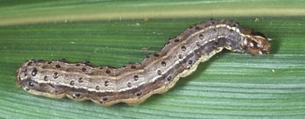 Microbiota de plagas.