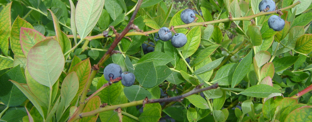 Tizón del tallo del arándano.