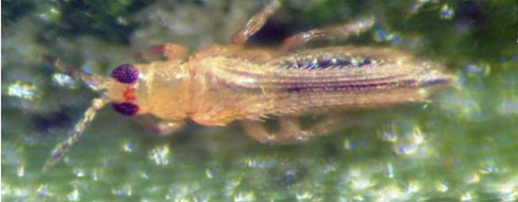 Thrips parvispinus