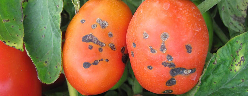 Enfermedades bacterianas
