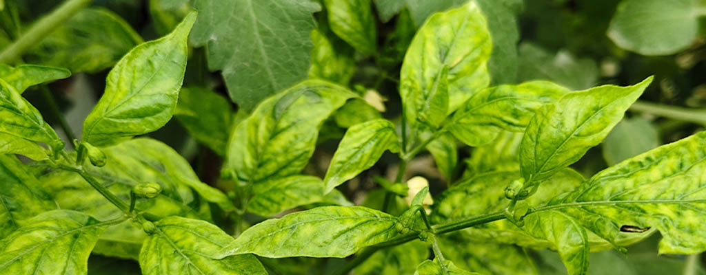 Virus del enrrollamiento foliar